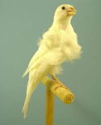 Southern curly | domestic canary birds. 23 Frill Canaries Ideas Canary Birds Canary Birds