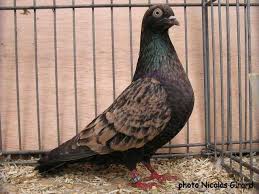 Club Francais Des Pigeons De Races Iberiques Page 25 Cfpoi World Pigeon Pictures Homing Pigeons Pet Birds