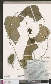 Image result for Raphidiocystis jeffreyana