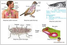 We did not find results for: Pengertian Respirasi Manusia Pisces Aves Dan Tumbuhan