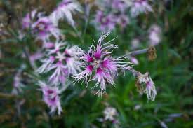 Image result for Dianthus micropetalus