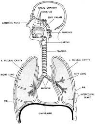 The trillions of cells in the body require an abundant and continuous supply of oxygen to carry out their vital functions. Simple Drawing Diagram Of Human Respiratory System Novocom Top