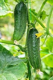 Image result for Cucumis cinereus