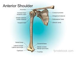 Jan 14, 2021 · the shoulder joint (glenohumeral joint) is a ball and socket joint between the scapula and the humerus.it is the major joint connecting the upper limb to the trunk. Shoulder Anatomy