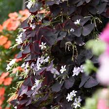 Image result for Oxalis purpurascens