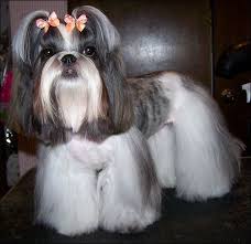 Roxy Shih Tzu Wearing Butterfly Dog Bows By Doggie Bow Ties Shih Tzu Haircuts Shih Tzu Hair Styles Dog Haircuts