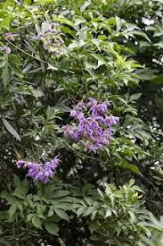Image result for Solanum seaforthianum