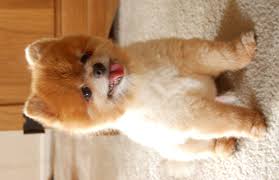 We did not find results for: Teacup Teddy Bear Puppies Cheap Online