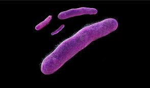 Image result for Shigella