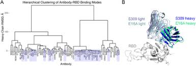 In contrast, polyclonal antibodies bind to multiple epitopes and are usually. Structural And Energetic Profiling Of Sars Cov 2 Antibody Recognition And The Impact Of Circulating Variants Biorxiv