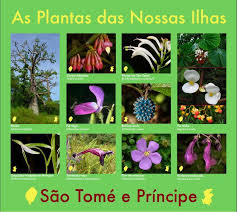 Image result for Brachystephanus