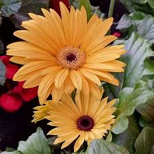 Image result for Gerbera viridifolia