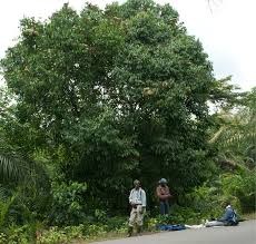 Image result for Maranthes