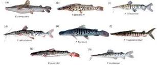 Fishes | Free Full-Text | A Synthesis of the Ecology and ...