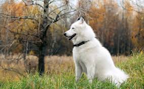 Produce, top of the line genetically and dna proven future malamutes. Alaskan Malamute Giant White