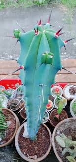Our grow your own cactus kit has been specifically designed to the highest quality. Cactus Sale Blue Boy Cactus Rare Uncommon Lazada Ph
