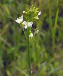 Image result for Turritis glabra