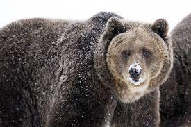 The polar bear (ursus maritimus) is a hypercarnivorous bear whose native range lies largely within the arctic circle, encompassing the arctic ocean, its surrounding seas and surrounding land masses. Grizzly Bear Facts Ursus Arctos Horribilis