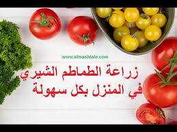 جديد زراعة الطماطم الشيري في المنزل بأكثر من لون وإنتاج غزير Cherry Toma Vegetables Food Tomato