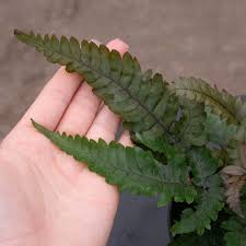 Image result for Pteris