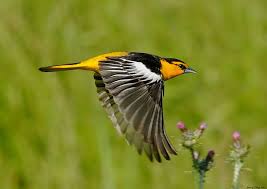 Bullock S Oriole Orioles Magical Places Hope Is The Thing With Feathers