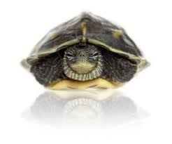 Their body form is unique: Golden Thread Turtle Aka Chinese Stripe Necked Turtle All Turtles