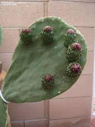 There, according to theophrastus, an edible plant grew which could be propagated by rooting its leaves. Plantfiles Pictures Opuntia Species Smooth Mountain Prickly Pear Indian Fig Mission Cactus Tuberous Prickly Pear Opuntia Ficus Indica By Cacti Lover