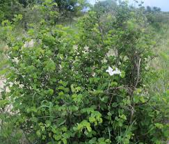 Image result for Bauhinia macrantha
