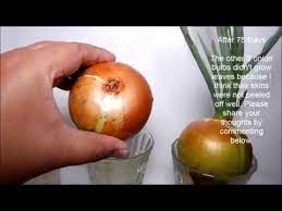 Growing Onion In Water Indoor At Home Experiment Growing Onions How To Regrow Onions In Water Planting Onions