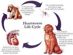 Article About Heartworm Disease In Dogs Heartworm Prevention Heartworm Worms In Dogs