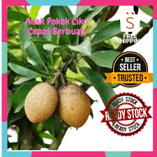 We did not find results for: Buy Anak Pokok Ciku Subang Cepat Berbuah Seetracker Malaysia