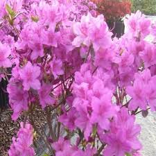 Onlineplantcenter 1 Qt Poukhanense Or Korean Azalea Shrub A21504 At The Home Depot Azalea Shrub Azaleas Shrubs