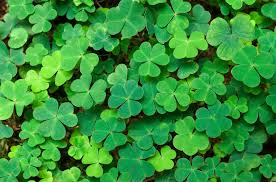Check spelling or type a new query. Things That Are Green Learning Colors For Kids 30 Green Things