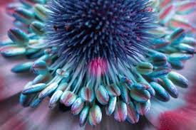 Amazing Photos Capture How Flowers Look Under Ultraviolet Light Ultra Violet Cool Photos Parts Of A Flower