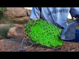 Be sure the see the first post (how to find and gather) and the second post (how to prepare the fruit and juice). Perfect Survival Food Delicious Prickly Pear Cactus Primitive Cooking Youtube
