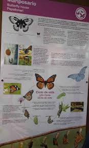 Con Esta Imagen Trabajaria El Aprendizaje Por Descubrimiento Partiendo De La Observacion E Hipotesis Del Ciclo De La Vid Ciclos De Vida Tiempo De Vida Ciclidos