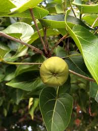 Image result for Thespesia populneoides