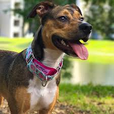 Harmony vet care has been set up 12/20/2017 in state hillsborough. Wellness Clinic Harmony Vet Care
