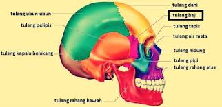 Pdf nama otot dan bahasa latinnya lasinrang aditia s si academia edu. Tulang Pelipis Pengertian Ciri Fungsi Letaknya Lengkap