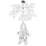 Ginseng von www.yamatogast.de