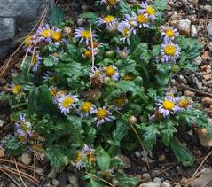 Image result for Aster chimanimaniensis
