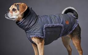 Auch für hund und katze können sie nähen. Ratgeber Hundemantel