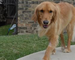 Tiana Is One Of The Princess Puppies From 2013 She Is One Of The Rare Ones That Comes Back To Us To Keep U With Images Golden Retriever Rescue Golden Retriever Retriever