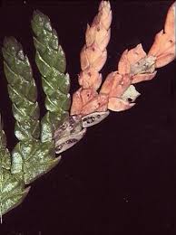 Image result for didymascella thujina