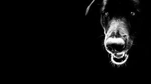 Dog Close Up Black Tones Black Dog Dog Wallpaper Snake Wallpaper