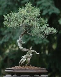 Image result for rosemary bonsai