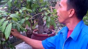 Panduan tanam pokok mata kucing jangan dikelirukan dengan pokok longan. Keajaiban Pokok Mata Kucing Berbuah Durian Youtube