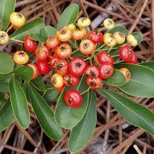 Image result for Pyracantha coccinea red column