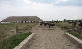 Patkos Csarda Tiszafured Wo Sich Mucke Und Buffel Gute Nacht Sagen Buffel Gute Nacht Tiere