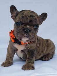 Merle French Bulldog Merle French Bulldog French Bulldog White French Bulldog Puppies